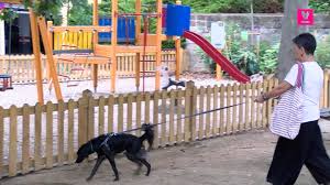 Imatge pels mitjans: Consulta prèvia: sobre la regulació d'àrees d'esbarjo per a gossos